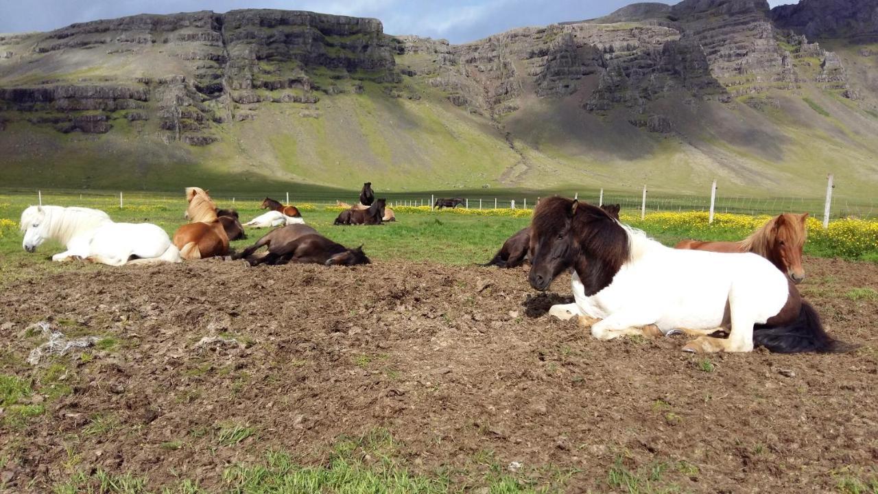 Lækjarhus Farm Holidays Borgarhöfn Eksteriør bilde