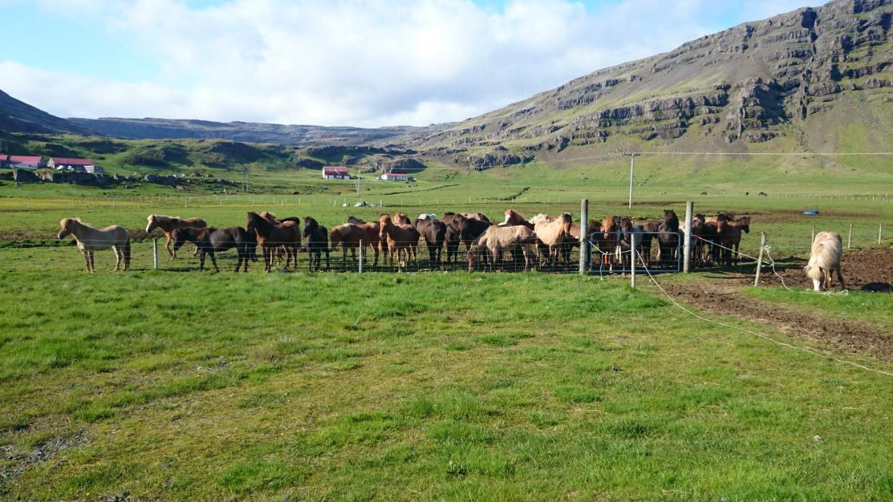 Lækjarhus Farm Holidays Borgarhöfn Eksteriør bilde