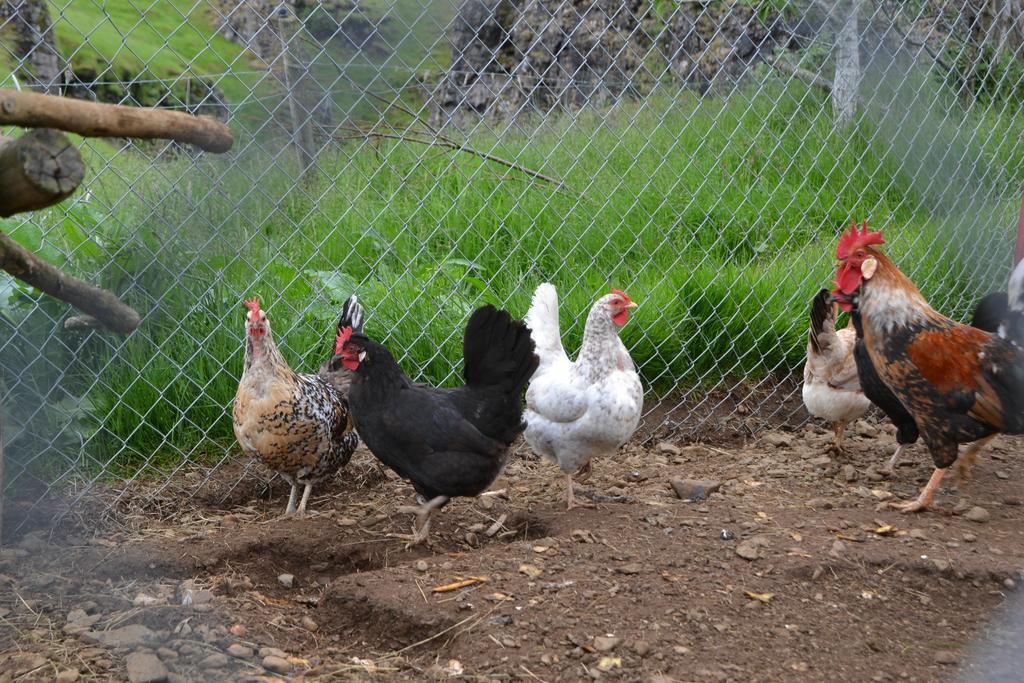 Lækjarhus Farm Holidays Borgarhöfn Eksteriør bilde