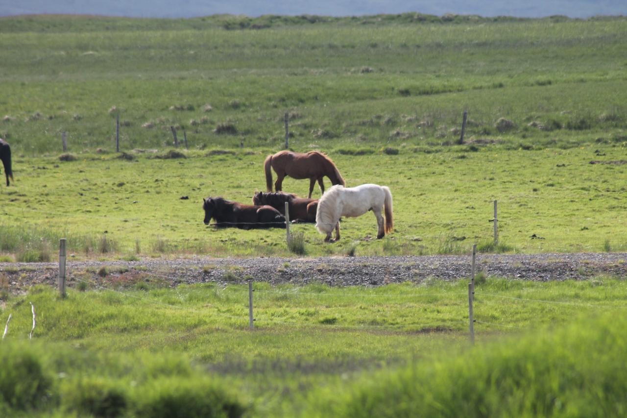 Lækjarhus Farm Holidays Borgarhöfn Eksteriør bilde